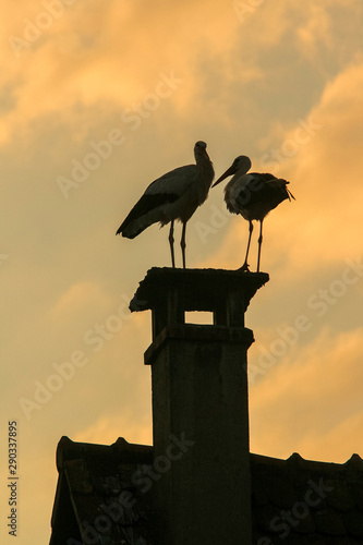 Cigogne sur une cheminée