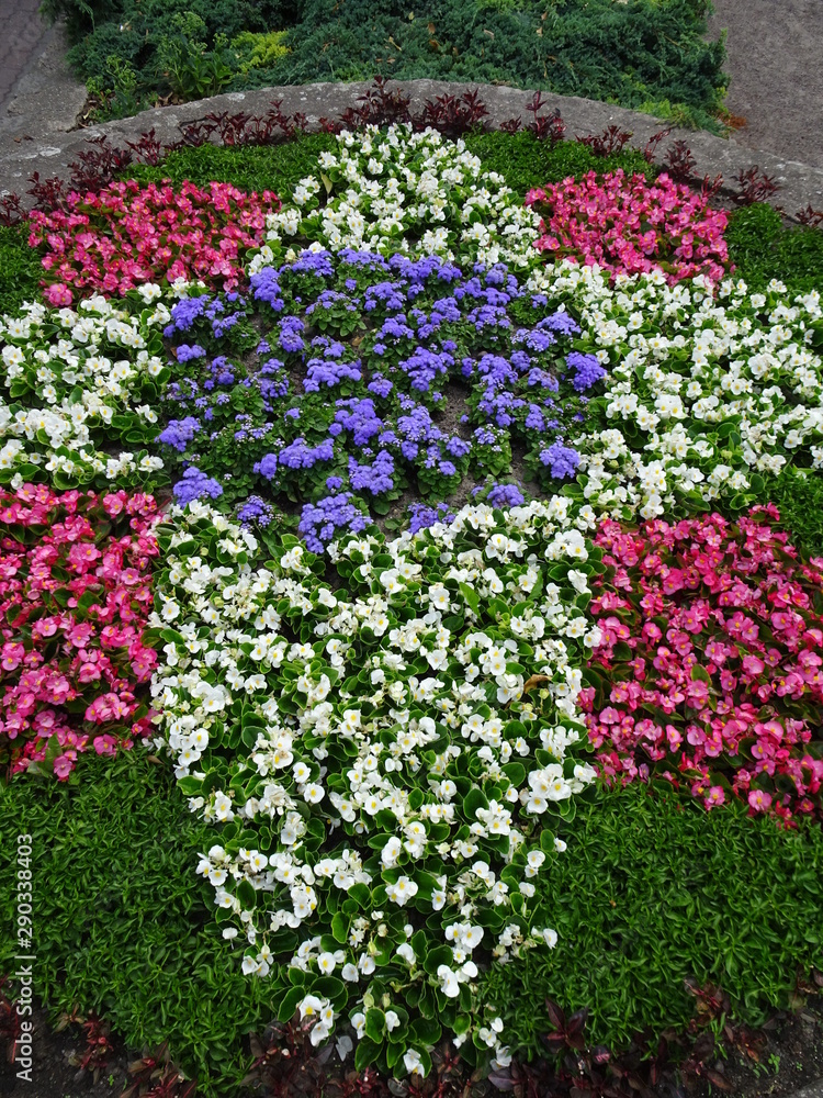 Obraz premium Flowers