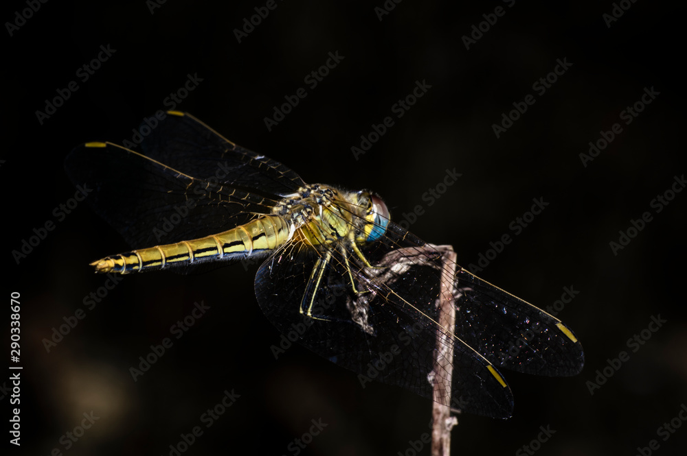 Dragonfly Big Eyes Close-up Macro Photography Dragonfly Big Eyes Close-up Macro Photography