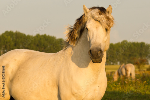 Fjord Horse stallion