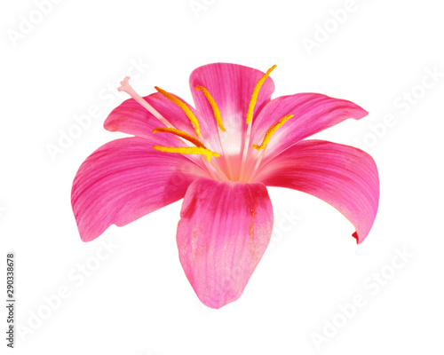 Fototapeta Naklejka Na Ścianę i Meble -  Beautiful pink flower isolated on a white background