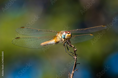Dragonfly Big Eyes Close-up Macro Photography © arietedorato73