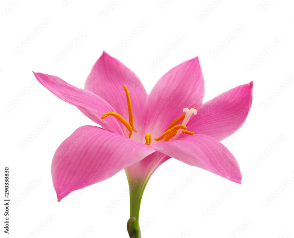Naklejka premium Beautiful pink flower isolated on a white background