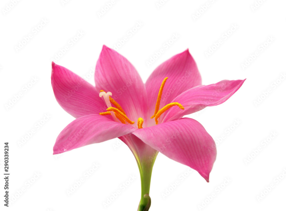 Fototapeta premium Beautiful pink flower isolated on a white background