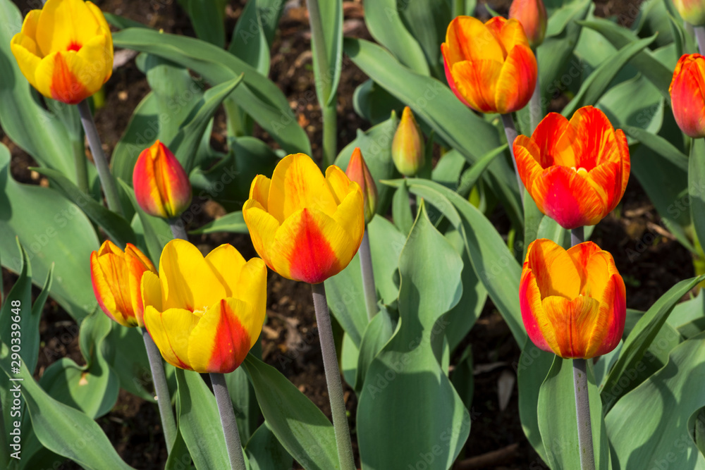 Tulips of the Andre Citroen species. Tulips of the Andre Citroen species.