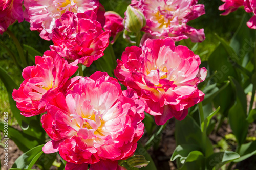Fotografía Tulipa of the Double Sugar species