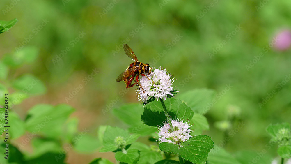 Wasp picking up nectar from a white plant in the woods Wasp picking up nectar from a white plant in the woods