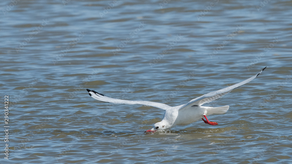 Fototapeta premium mouette rieuse