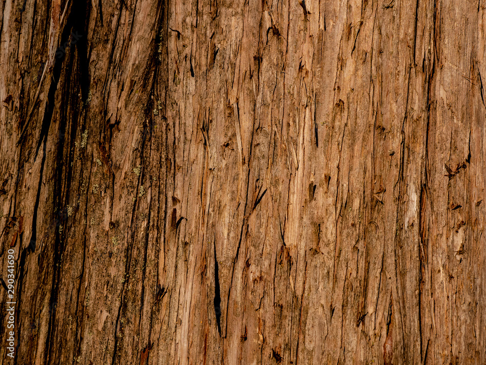 Tree Wood