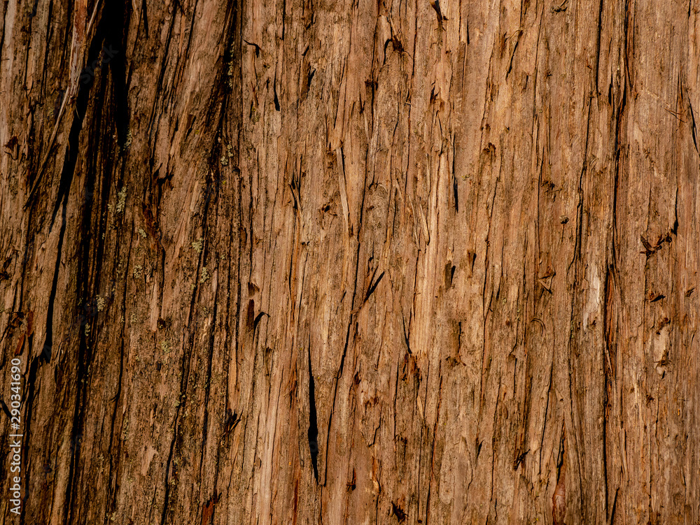 Tree Wood Tree Wood