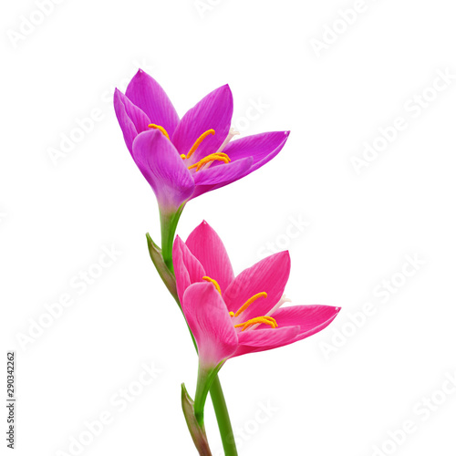 Beautiful two flowers isolated on a white background