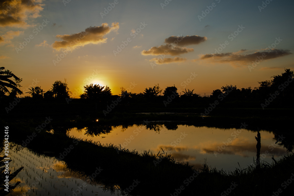 Sunset at a rice field