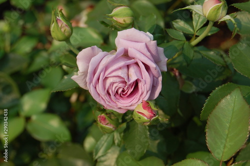 Lavender Rosebud