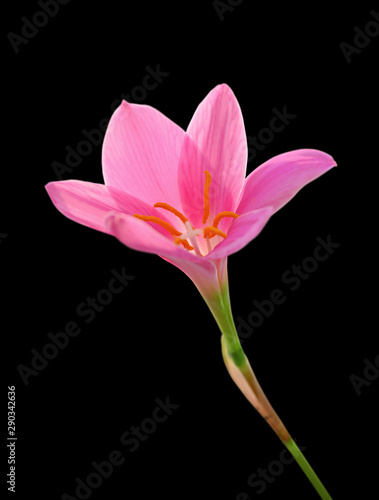 Fototapeta Naklejka Na Ścianę i Meble -  Beautiful pink flower isolated on a black background