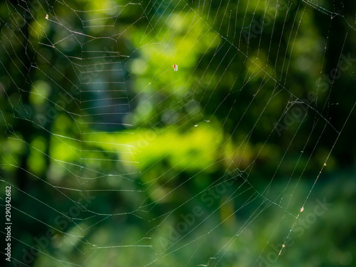 Spider Web with Bug