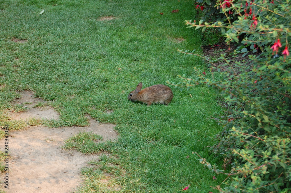 Rabbit in Rose Garden Rabbit in Rose Garden