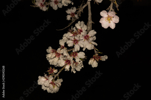 Flor de almendro con fondo negro
