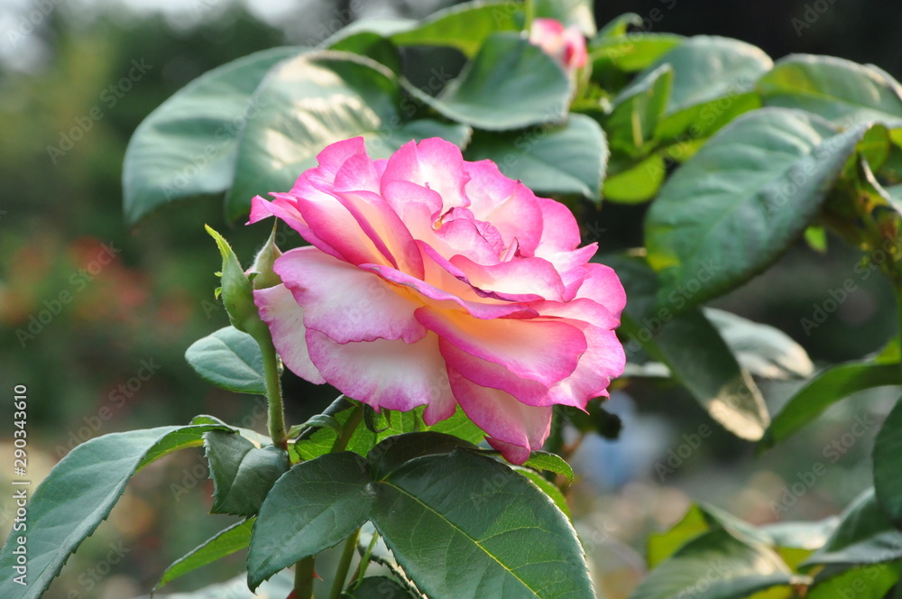 Single Variegated Fuchsia Pink Rose 