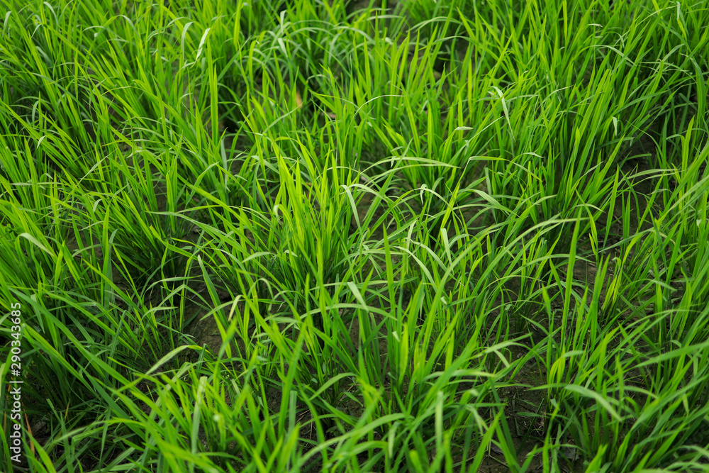Rice field, Nepal Rice field, Nepal