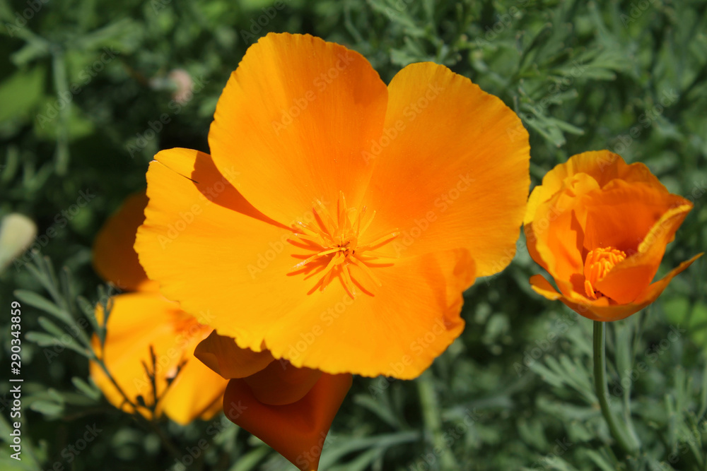 The beautiful bright orange flowers of Eschscholzia californica, outdoors in a natural setting in close up. Also known as californian or golden poppy. The beautiful bright orange flowers of Eschscholzia californica, outdoors in a natural setting in close up. Also known as californian or golden poppy.