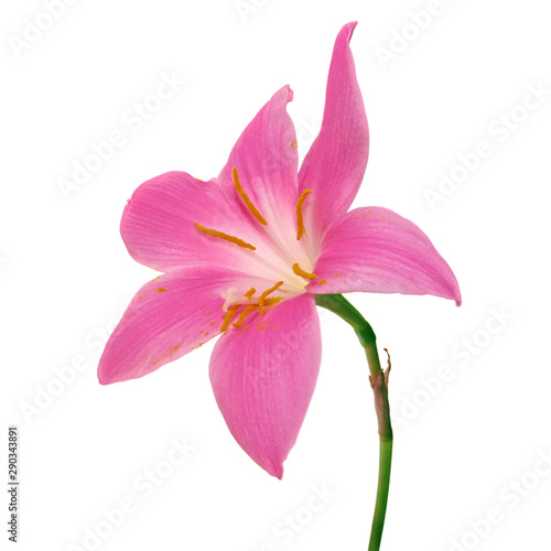 Beautiful pink flower isolated on a white background © FloralShot