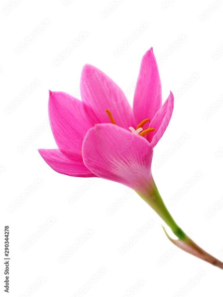 Fototapeta premium Beautiful pink flower isolated on a white background