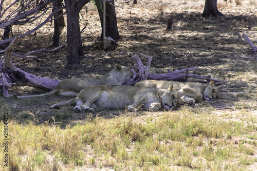 Lion on a sanctuary for captivity born lions