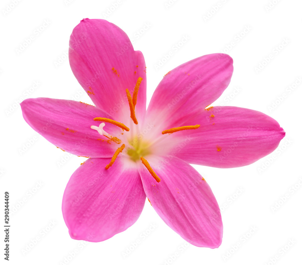 Beautiful pink flower isolated on a white background Beautiful pink flower isolated on a white background