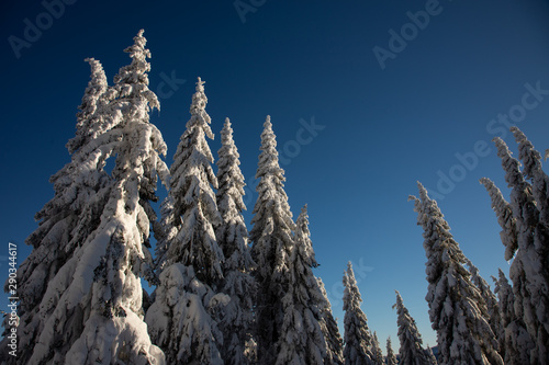 Trees full of frozen snow in winter during sunny day