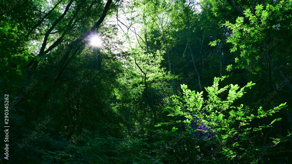 Reflections of the sun among the trees of the forest