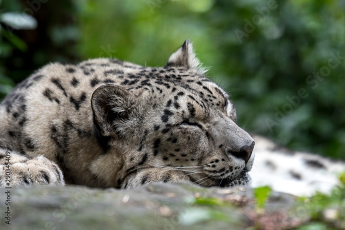 Leopardo de las nieves