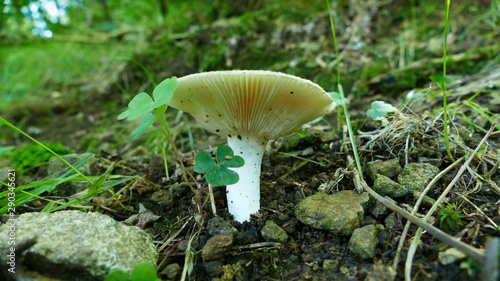 White mushroom in the forest floor