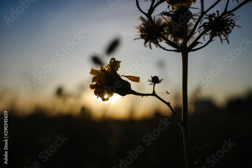 silhouette of a flower in sunset