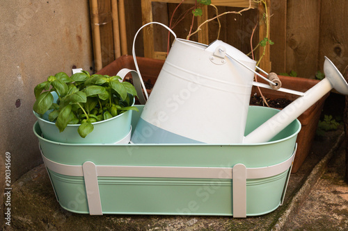 A Fresh Green Basil Plant, Set of Pots and a Watering Can are in a Corner of Garden. Concept: Gardening and Organic Food. photo