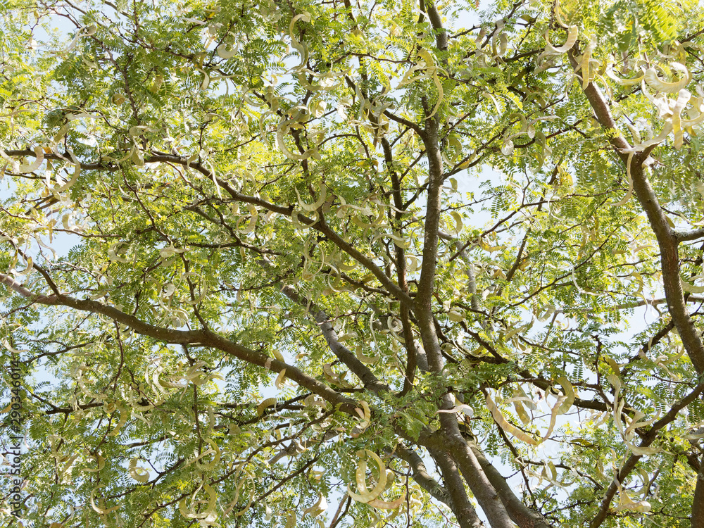 Fototapeta premium Honey locust (Gleditsia triacanthos) with flat pods in late spring