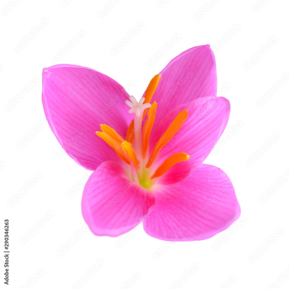 Fototapeta premium Beautiful pink flower isolated on a white background