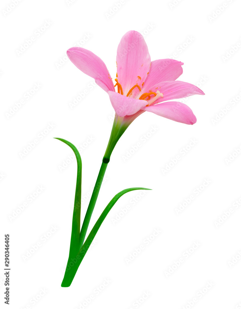 Beautiful pink flower isolated on a white background Beautiful pink flower isolated on a white background