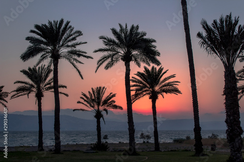 palm trees with sunset © Nelson