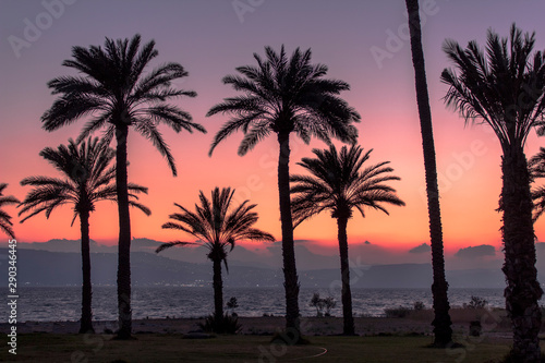 palm trees with sunset