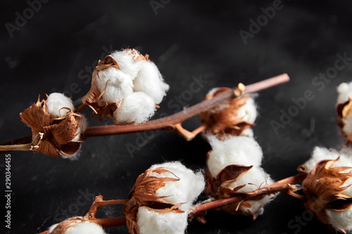 Cotton plant. Branches of white fluffy cotton flowers on dark black stone background. Organic material used in the manufacture of natural fabrics and other products