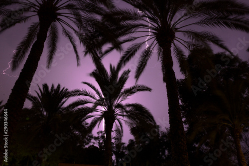 palm trees with a thunderstorm on the background