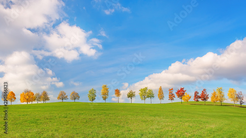 Bunte Bäume stehen in der Reihe im Herbst