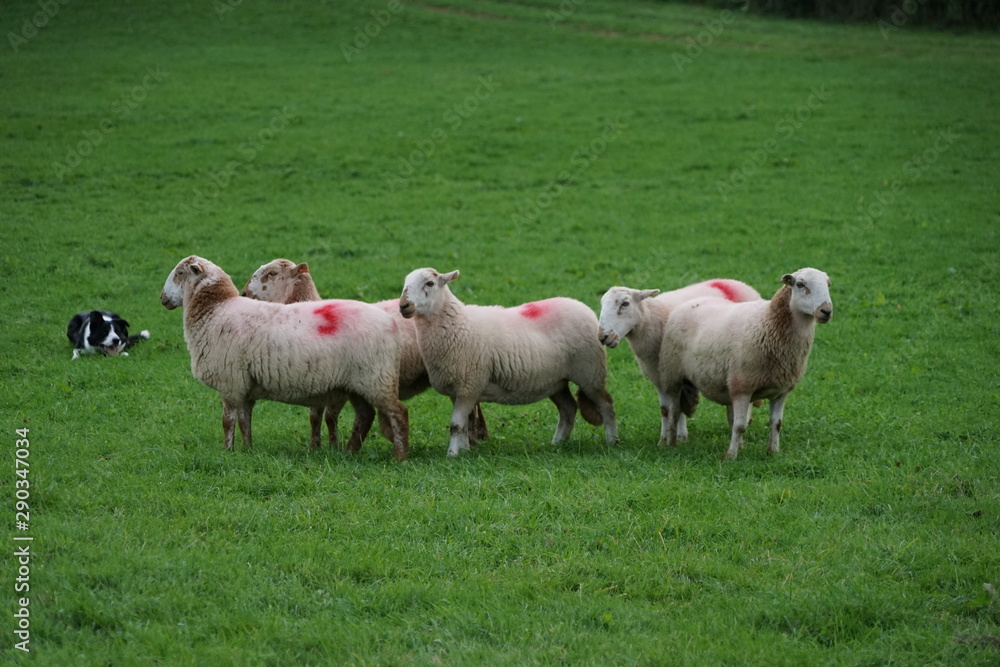 Sheep in a Field Being Herded by a Border Collie in a Sheepdog Competition Sheep in a Field Being Herded by a Border Collie in a Sheepdog Competition