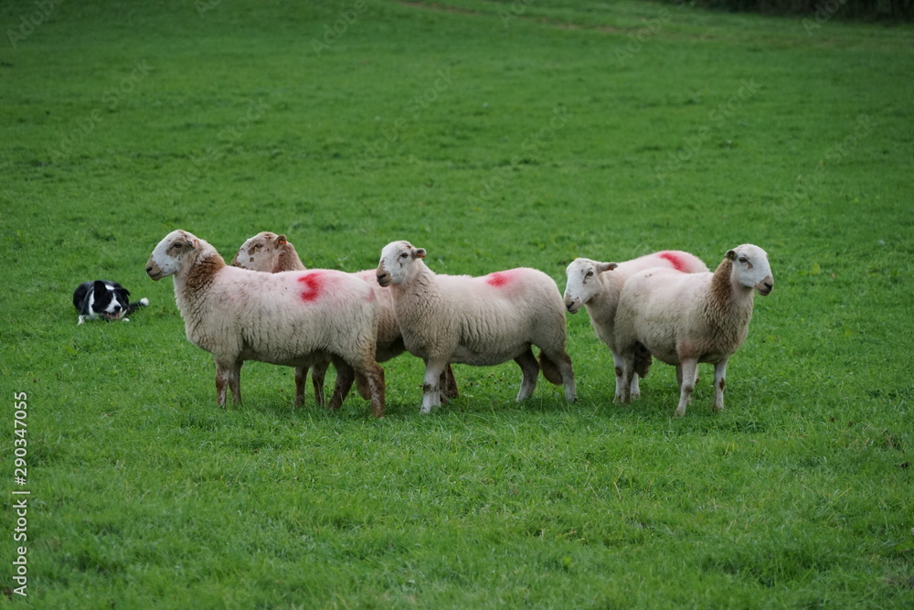 Sheep in a Field Being Herded by a Border Collie in a Sheepdog Competition Sheep in a Field Being Herded by a Border Collie in a Sheepdog Competition