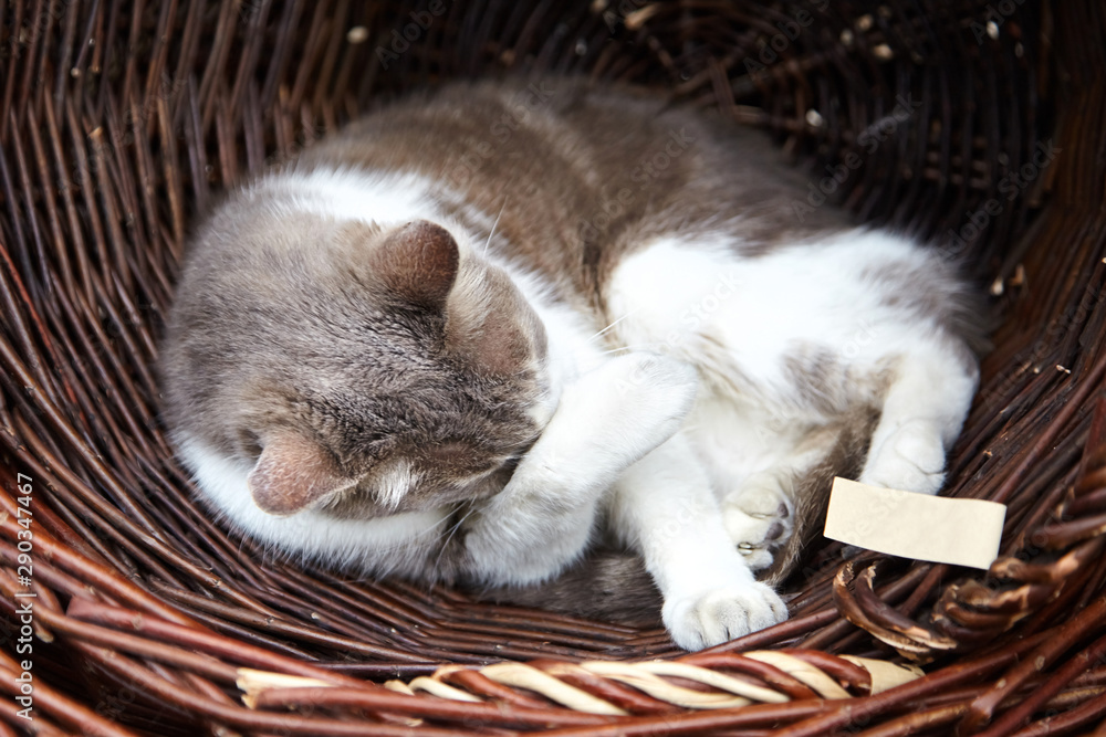 Cat sleeps in a wicker basket. Graywhite cat licks its paw Stock Photo