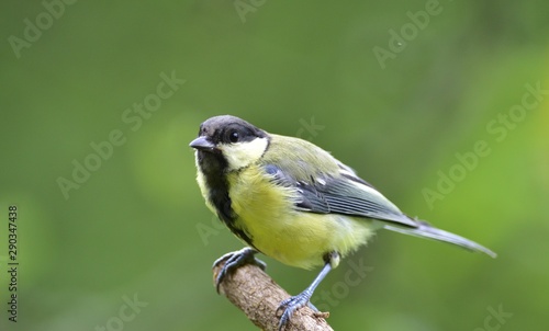 Close up of great tit with sunflower in the beak in garden