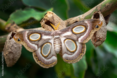 Amazing moment , Butterfly, pupae and cocoons are suspended. Concept transformation of Butterfly