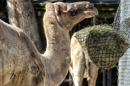 Bactrian Camel. Camel standing over and eating from feed bag.