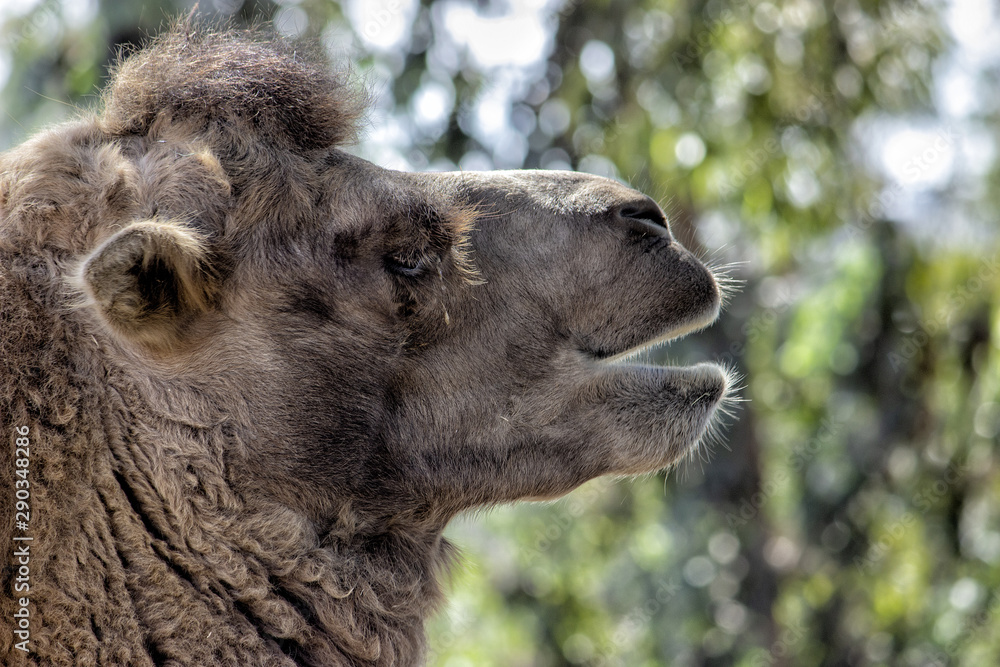 Obraz premium Bactrian Camel. Closeup of head of camel.