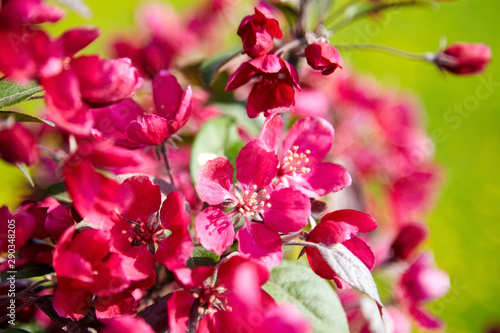 Pink apple tree flowers closeup  spring blossom  of fruit garden  blooming branches with beautiful colorful petals  floral background. Spring time nature